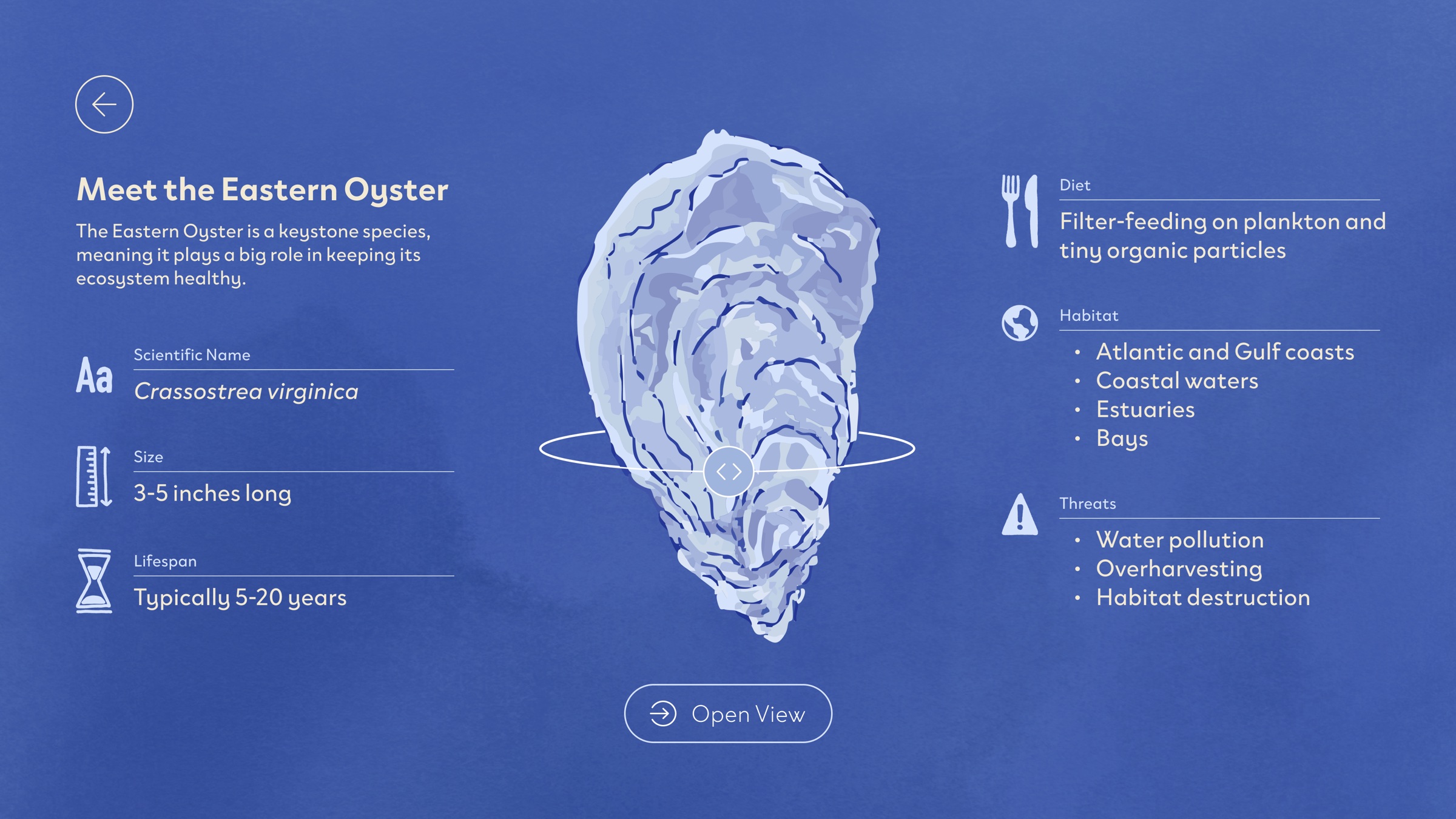 ‘Meet the Eastern Oyster’ section: a single oyster in the center with facts on its name, size, lifespan, diet, habitat and threats