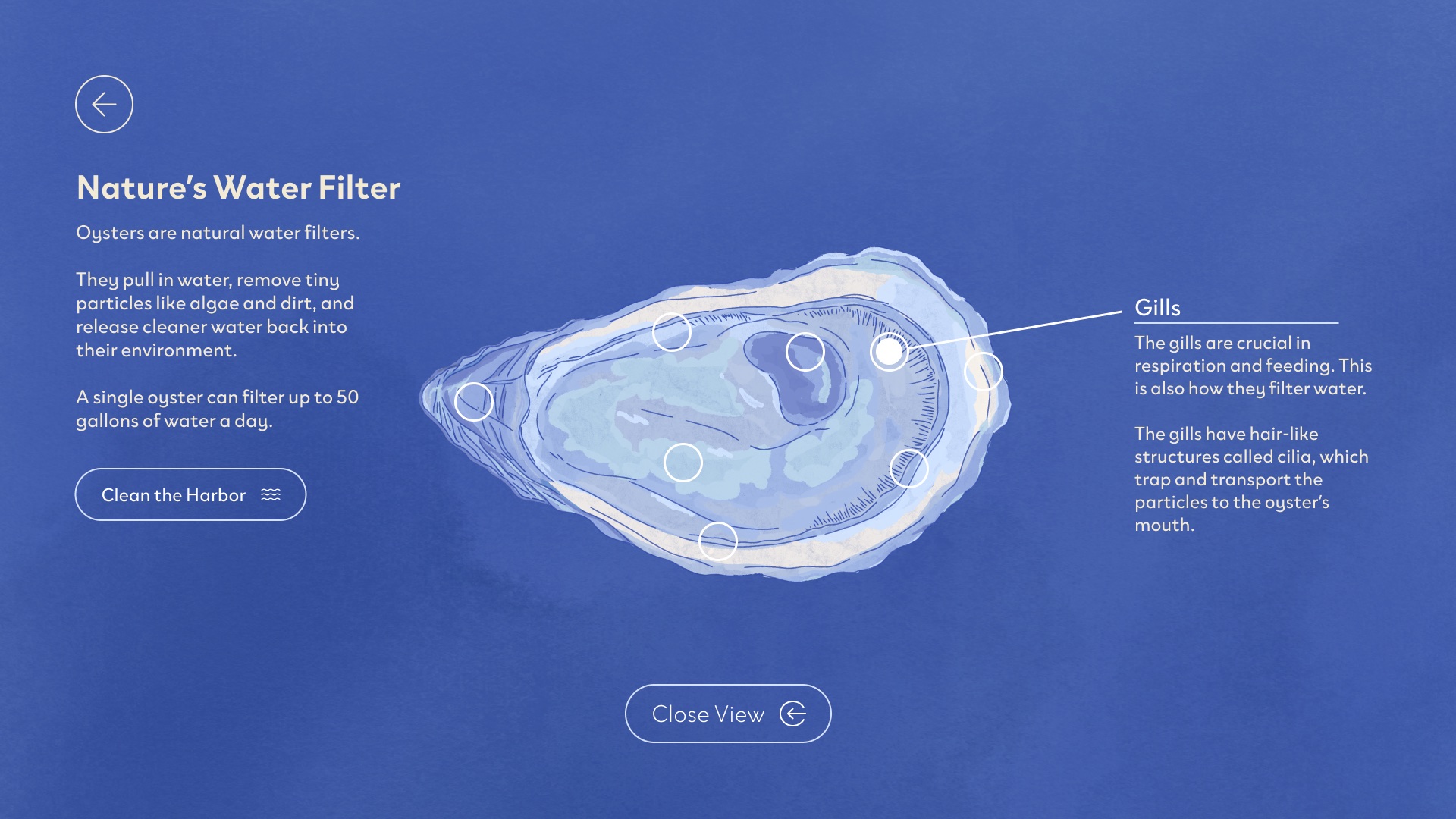 ‘Nature’s Water Filter’ section: an open oyster with clickable hotspots, one explaining how the gills filter water